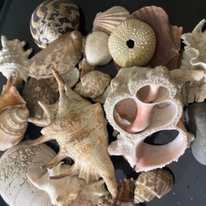 Shell & sea urchin assortment